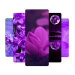 Logo of Purple Wallpaper android Application 